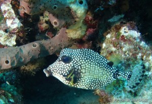 Malendure - îlet Pigeon